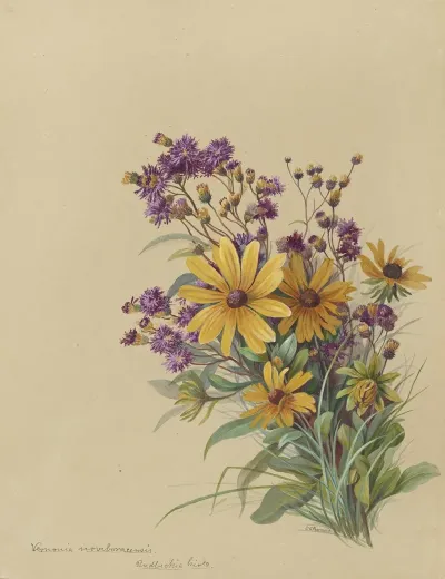 Deborah Griscom Passmore Watercolor Album Pl 51