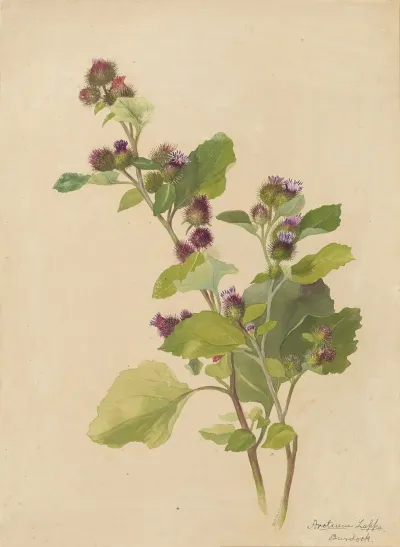 Deborah Griscom Passmore Watercolor Album Pl 55