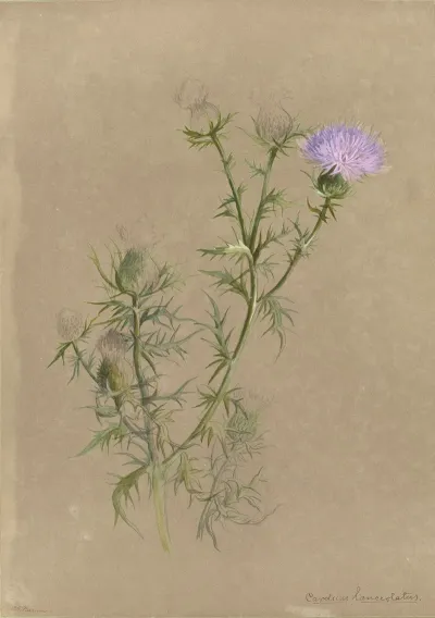 Deborah Griscom Passmore Watercolor Album Pl 57