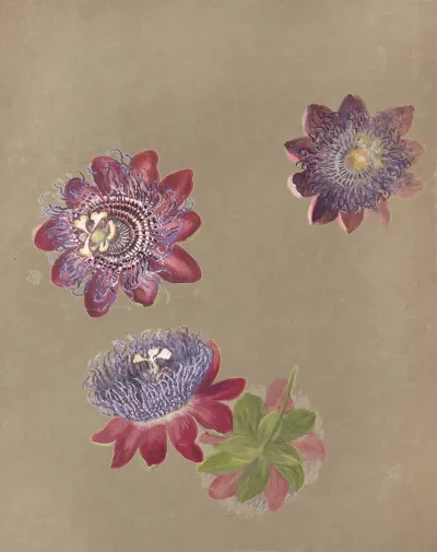 Deborah Griscom Passmore Watercolor Album Pl 74
