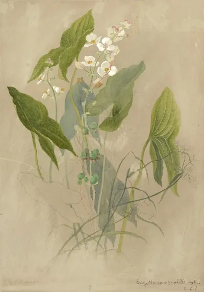 Deborah Griscom Passmore Watercolor Album Pl 77