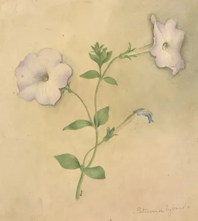 Deborah Griscom Passmore Watercolor Album Pl 79