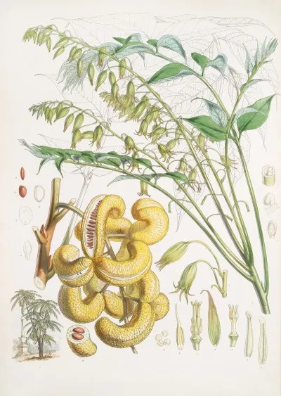 Decaisnea Insignis H F Et T 2