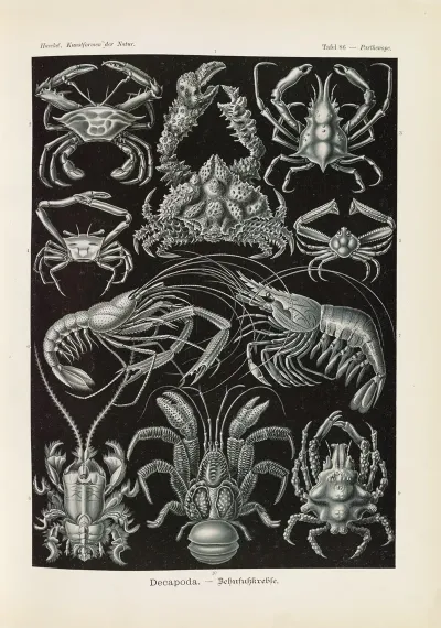 Decapoda Behnfukkreble