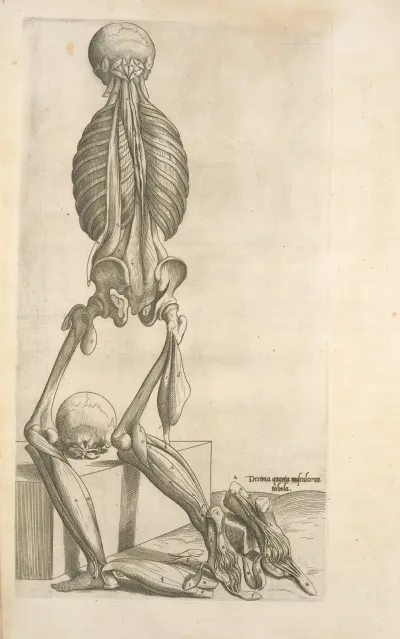 Decima Quarta Musculorum Tabula