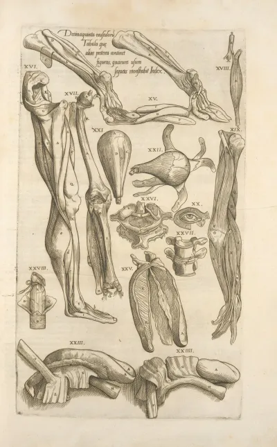 Decima Quinta Musculorum Tabula Quae Preterea Continet Figuras