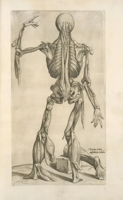 Decima Tertia Musculorum Tabula