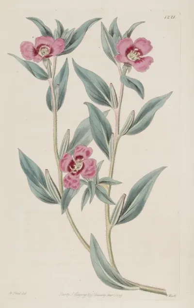 Decumbent Purple Oenothera