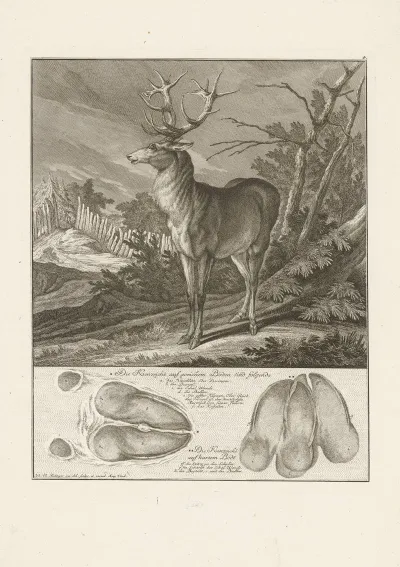 Deer 11