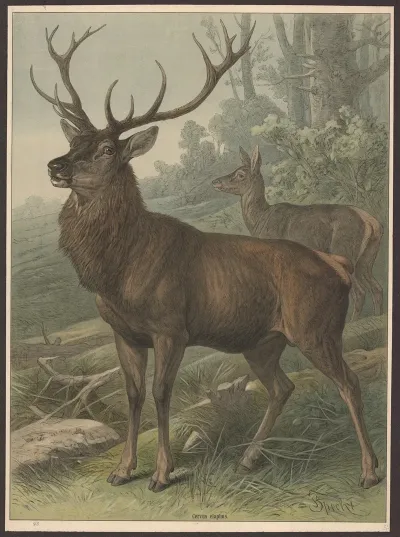 Deer 18