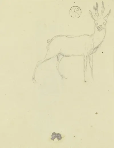 Deer 7