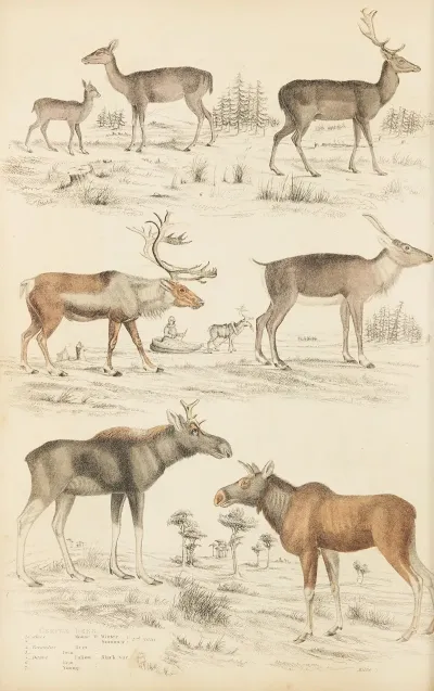 Deer 8