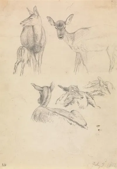 Deer And Their Young