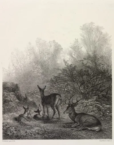 Deer At Rest C 1860