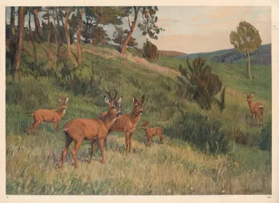 Deer In A Meadow