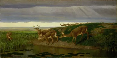 Deer On The Prairie