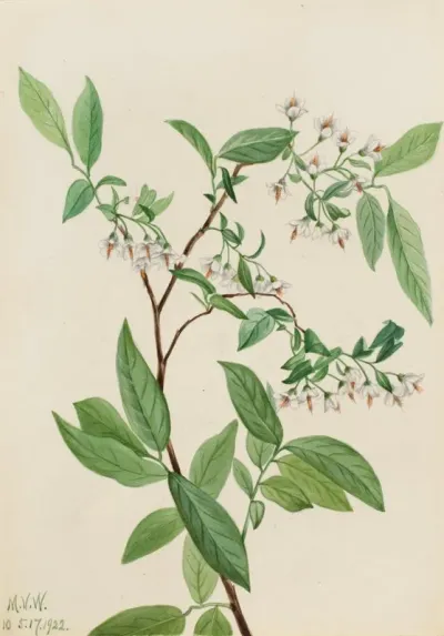 Deerberry Polycodium Stamineum 2