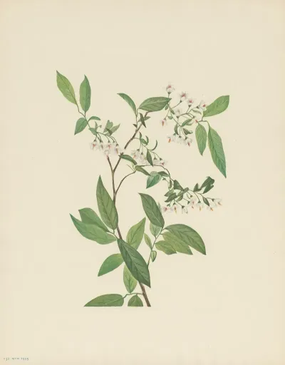 Deerberry Polycodium Stamineum 3