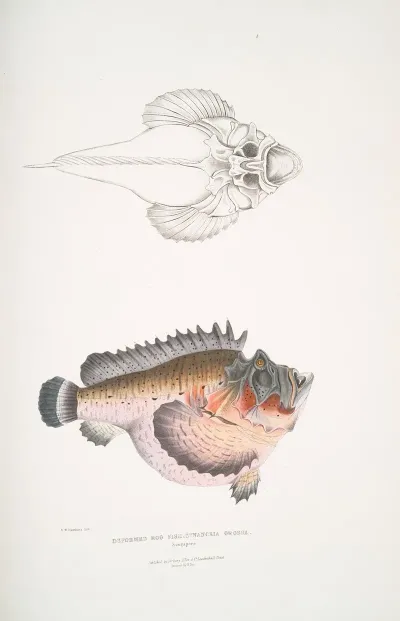 Deformed Hog Fish Synanaceia Grossa Singapore