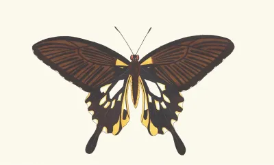 Deiphobus