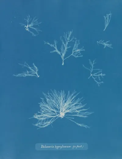 Delesseria Hypoglossum In Fruit
