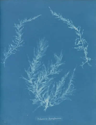 Delesseria Hypoglossum