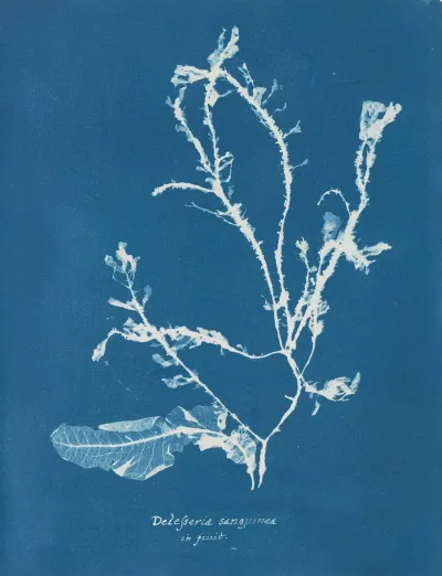 Delesseria Sanguinea In Fruit