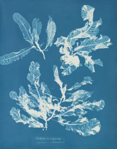 Delesseria Sanguinea