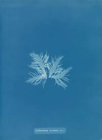 Delesseria Sinuosa Var