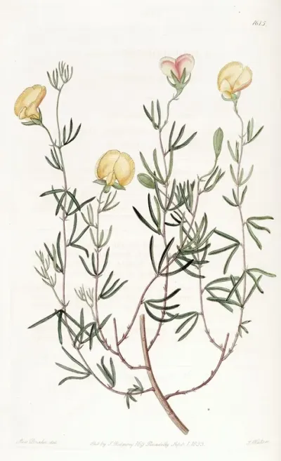 Delicate Gompholobium