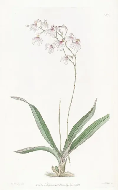 Delicate Ionopsis