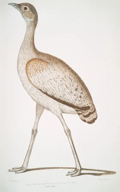 Delicious Bustard Otis Deliciosa Female