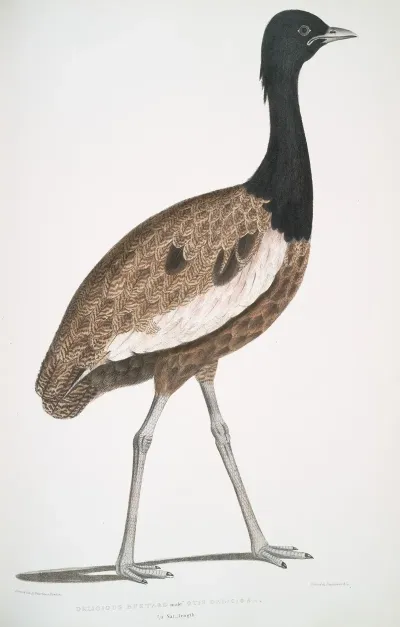 Delicious Bustard Otis Deliciosa Male