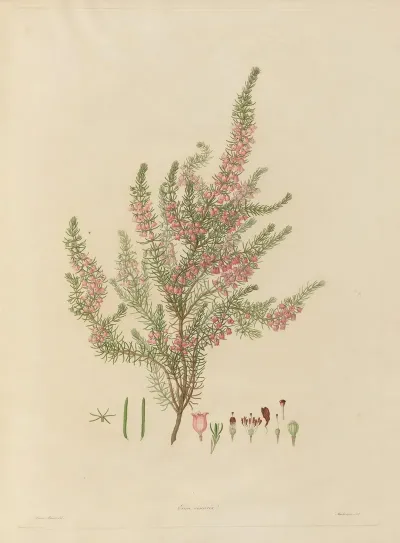 Delineations Of Exotick Plants Cultivated In The Royal Gardens At Kew Pl 01