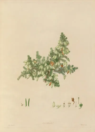 Delineations Of Exotick Plants Cultivated In The Royal Gardens At Kew Pl 02