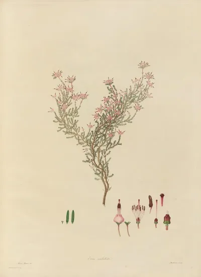 Delineations Of Exotick Plants Cultivated In The Royal Gardens At Kew Pl 05