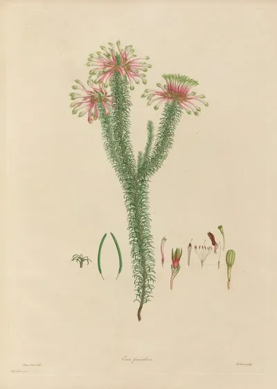 Delineations Of Exotick Plants Cultivated In The Royal Gardens At Kew Pl 06