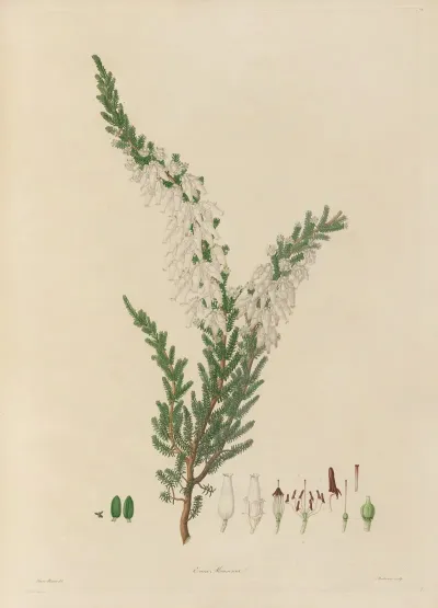 Delineations Of Exotick Plants Cultivated In The Royal Gardens At Kew Pl 07