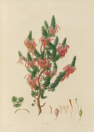 Delineations Of Exotick Plants Cultivated In The Royal Gardens At Kew Pl 10