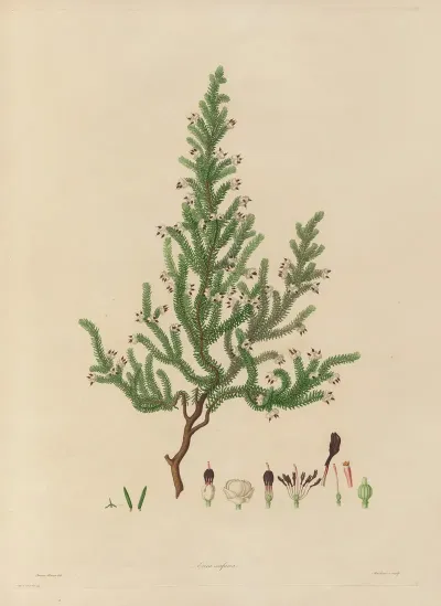Delineations Of Exotick Plants Cultivated In The Royal Gardens At Kew Pl 11
