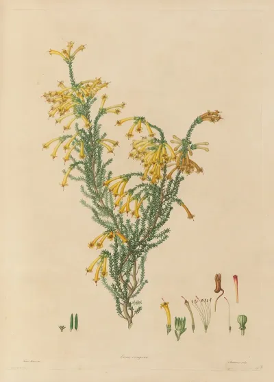 Delineations Of Exotick Plants Cultivated In The Royal Gardens At Kew Pl 12