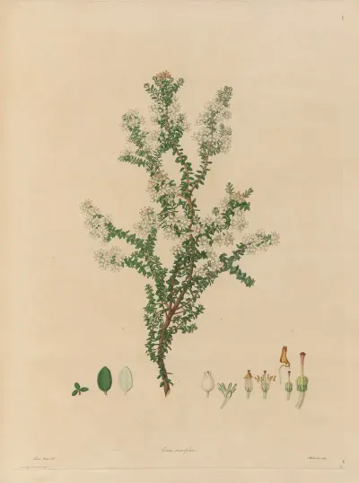 Delineations Of Exotick Plants Cultivated In The Royal Gardens At Kew Pl 14