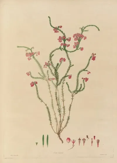 Delineations Of Exotick Plants Cultivated In The Royal Gardens At Kew Pl 15