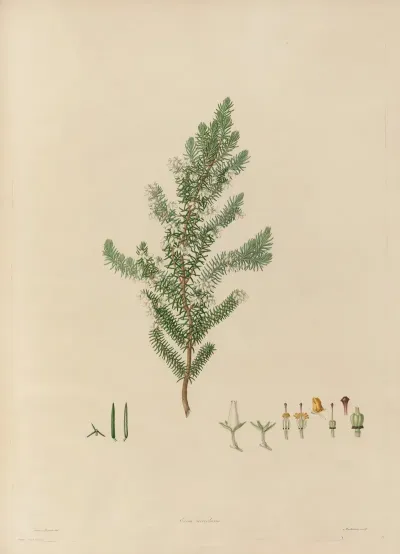 Delineations Of Exotick Plants Cultivated In The Royal Gardens At Kew Pl 16