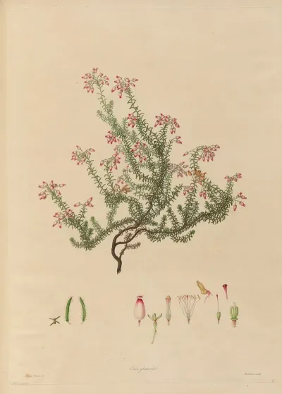 Delineations Of Exotick Plants Cultivated In The Royal Gardens At Kew Pl 17