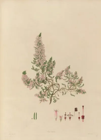 Delineations Of Exotick Plants Cultivated In The Royal Gardens At Kew Pl 18