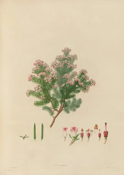 Delineations Of Exotick Plants Cultivated In The Royal Gardens At Kew Pl 19