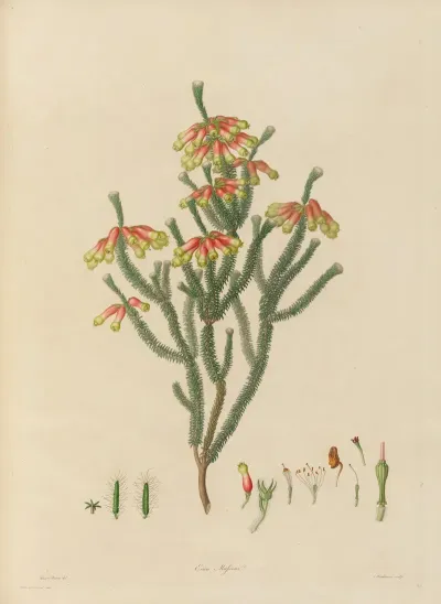 Delineations Of Exotick Plants Cultivated In The Royal Gardens At Kew Pl 20