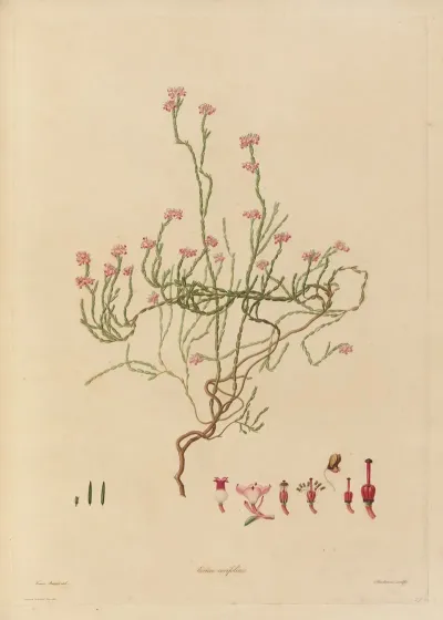 Delineations Of Exotick Plants Cultivated In The Royal Gardens At Kew Pl 21