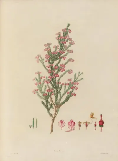 Delineations Of Exotick Plants Cultivated In The Royal Gardens At Kew Pl 22